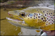 Fly Fishing for Brown Trout in Michigan